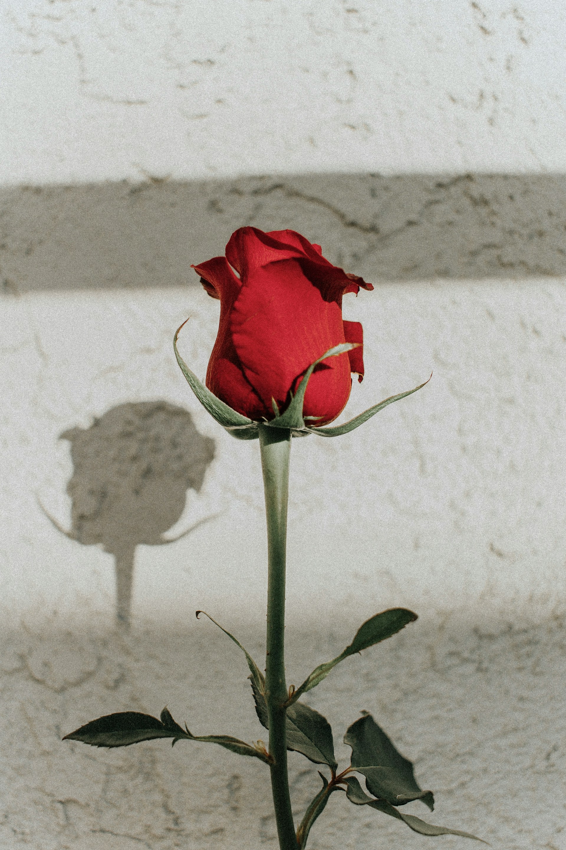 A single red rose — Italian tradition
